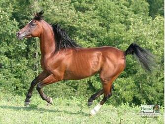 Gallery For Gt Arabian Horse Wallpaper Desktop