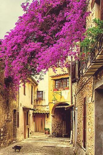 Provence iPhone Wallpaper HD
