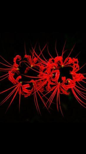 Flower iPhone 5s Wallpaper HD And