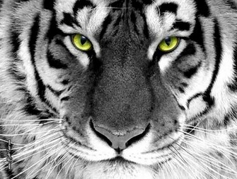 Wildlife Wallpaper HD High Definition Desktop