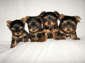 Yorkshire Terrier Wallpaper Desktop