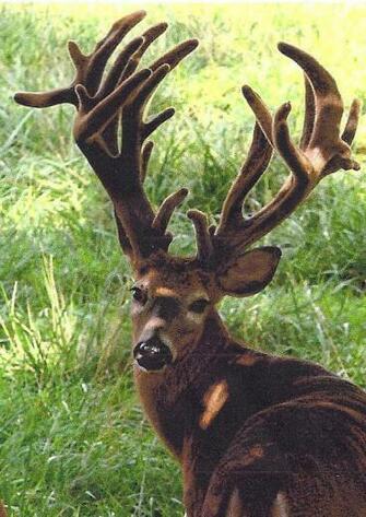 Guided Alligator Hunting Monster Whitetail Deer Hunts Wild Boar