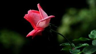 Sculpture Beautiful Rose Flower Wallpaper Size