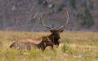 10th Of Desktop Wildlife Wallpaper Nature