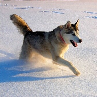 Alaskan Malamute Wallpaper