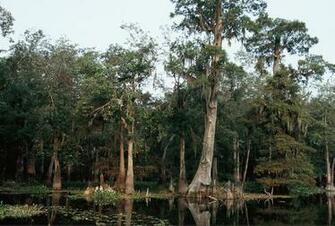 Wallpaper Or Desktoppictures Pictures Scenic Swamp Scene