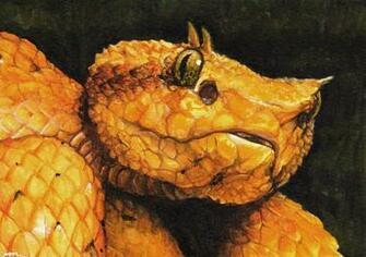 Eyelash Viper By Akireru
