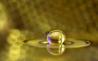 Bee Wallpaper