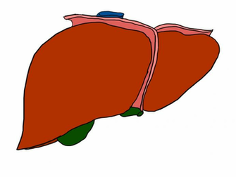 Cartoon Liver No Background Png Image Clipart