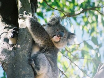 Koala Wallpaper