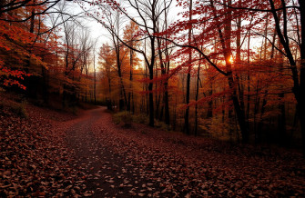Autumn Wallpaper