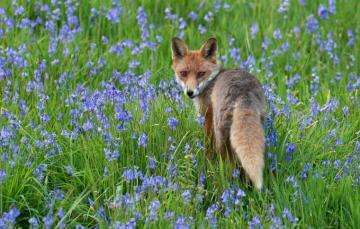 Wallpaper Greens Flowers Pose Glade Spring Blue Fox Bells