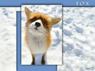 Fox Wallpaper For Desktop Gray