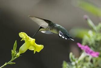 Hummingbird Computer Wallpaper Desktop Background Id