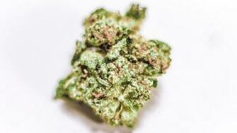 Scarface Cannabis Nug Wallpaper Marijuana Pictures