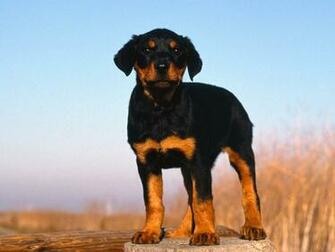 HD Wallpaper Planet Rottweiler Puppy