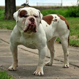 Old English Bulldog Dog Wallpaper In Pet Category