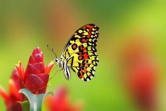 Butterfly 4k Flowers