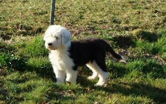 Showing Gallery For Old English Sheepdog Wallpaper