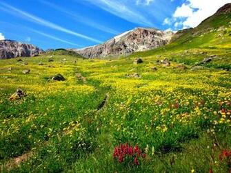 Mountain Wildflowers Wallpaper HD