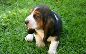 Wallpaper Basset Hound Pictures