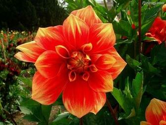 Click To Enlarge Beautiful Colorful Flowers Wallpaper