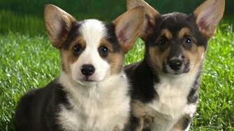 Corgi Puppies Wallpaper