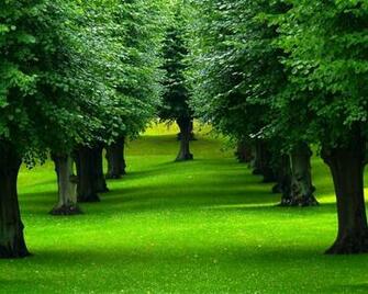 Arboles Cesped Naturalrza Wallpaper