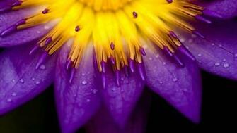 Purple Water Lily Flower Wallpaper Flowers HD