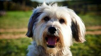 Buy Pudsey The Dog Movie Microsoft Store