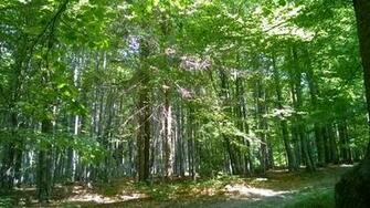 Forest Public Domain Image One Million Wallpaper