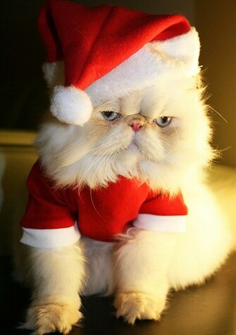 Cat Christmas Wallpaper Cutest Pet Labrador Dog
