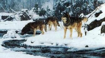 Winter Wolf Pack HD Desktop Wallpaper Widescreen High