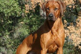 High Quality Rhodesian Ridgeback Wallpaper Full HD Pictures