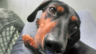 Weiner Dog Wallpaper Jpeg