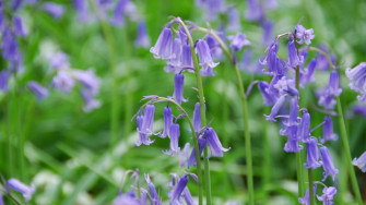 Hyacinth Wallpaper Cell Phone
