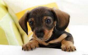 Puppy Wallpaper And Screensavers