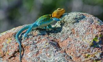 Collared Lizard Wallpaper Background