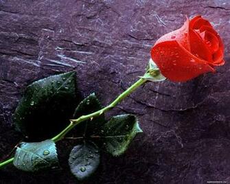 Rose With Water Drops Flowers Roses Wallpaper