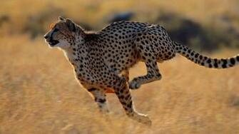 Best Leopord Wallpaper Background
