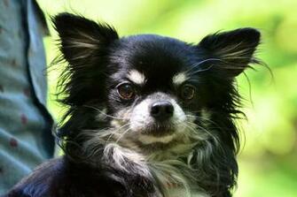 Long Coat Chihuahua HD Wallpaper Animals