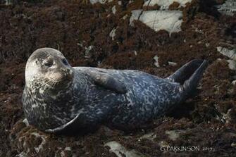 Just Kickin It By Garrettparkinson Caedes Desktop Wallpaper