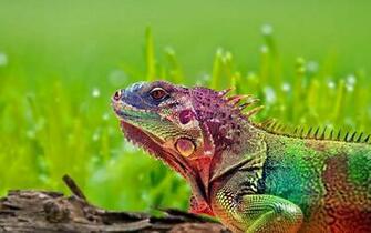 Wildlife Wallpaper The Animal World Lovely Pictures Harmony Of