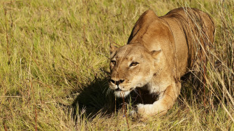 Lioness Hunting Wallpaper Desktop