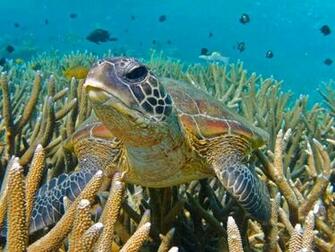Splash Magazine Amazing Underwater Wallpaper