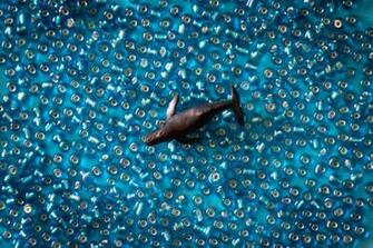 Black Fish Stock Photo Image Wallpaper HD Picture
