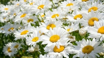 Nature Flowers Wallpaper