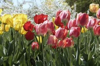 Beautiful Pink Red Yellow Tulip Flowers Wallpaper For Desktop