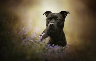 Wallpaper Look Face Flowers Dog Bokeh American Staffordshire