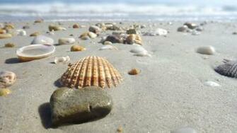 Shells Wallpaper